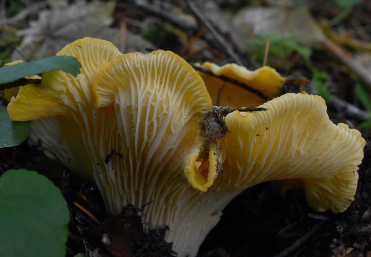 Cascade chanterelle (Cantharellus cascadensis), wavy egg-yolk yellow cap edge and whitish ridges