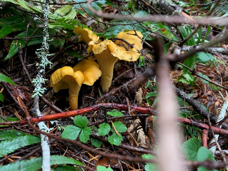 Golden chanterelles fruiting among moss and forest duff in a Pacific Northwest conifer forest