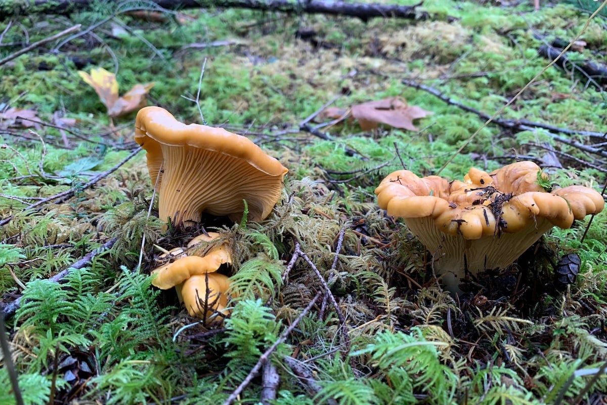Pacific golden chanterelles growing in moss, Pacific Northwest