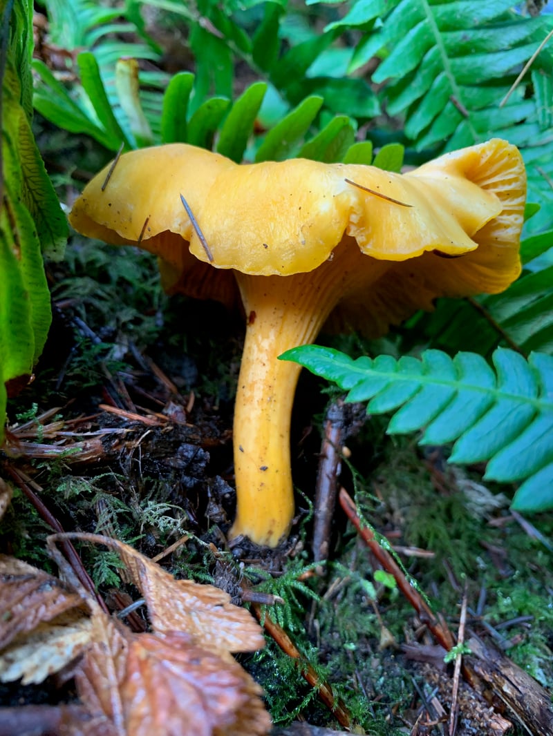 Pacific golden chanterelles showing forking ridges on cap underside