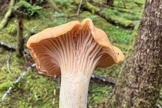 Golden chanterelle showing forked veins on the underside