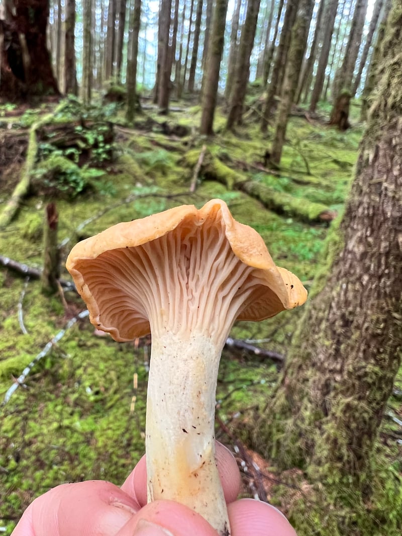 Pacific golden chanterelle (Cantharellus formosus) showing golden-orange cap with forked ridges on the underside, growing in forest duff in the Pacific Northwest