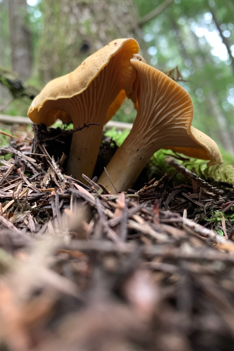 Cluster of Cantharellus formosus mushrooms showing golden-orange caps and thick false gills