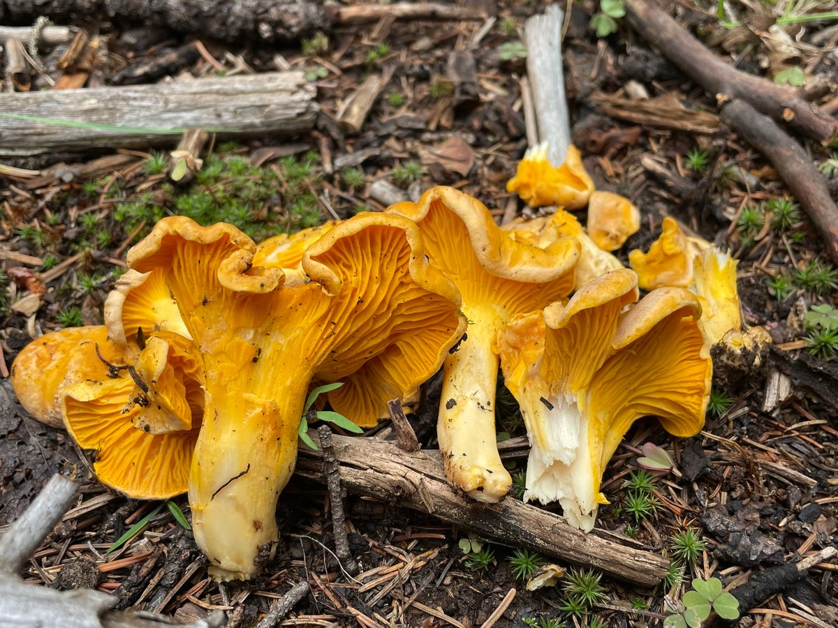 Rainbow chanterelles (Cantharellus roseocanus) with bright apricot-orange ridges, Pacific Northwest