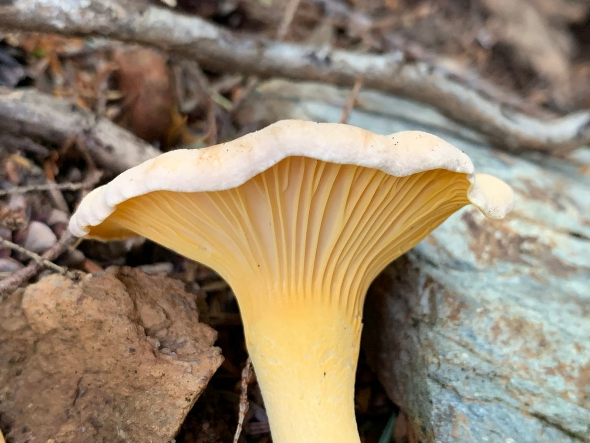 Rainbow chanterelle showing its peachy orange ridges