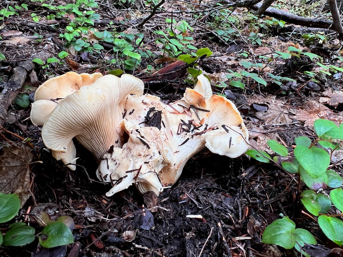 White chanterelles in the duff