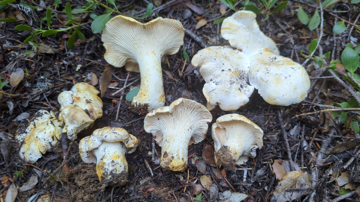 White chanterelles (Cantharellus subalbidus), creamy white caps and ridges with yellow-orange bruising, Pacific Northwest