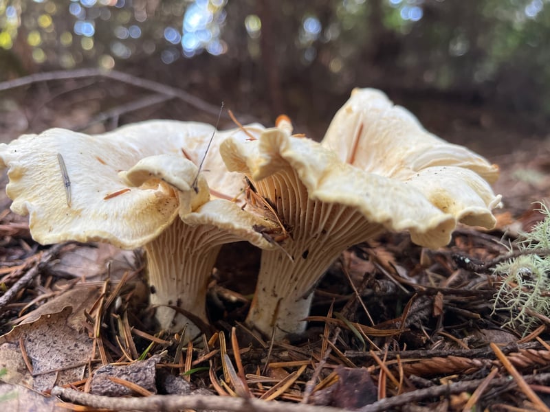 White chanterelle mushroom