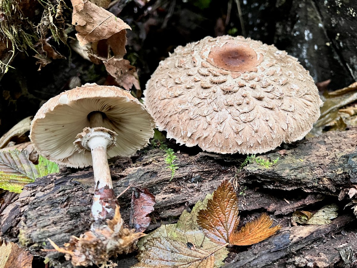 Olive shaggy parasol (Chlorophyllum olivieri) with scaly brown cap on woodland floor in the Pacific Northwest