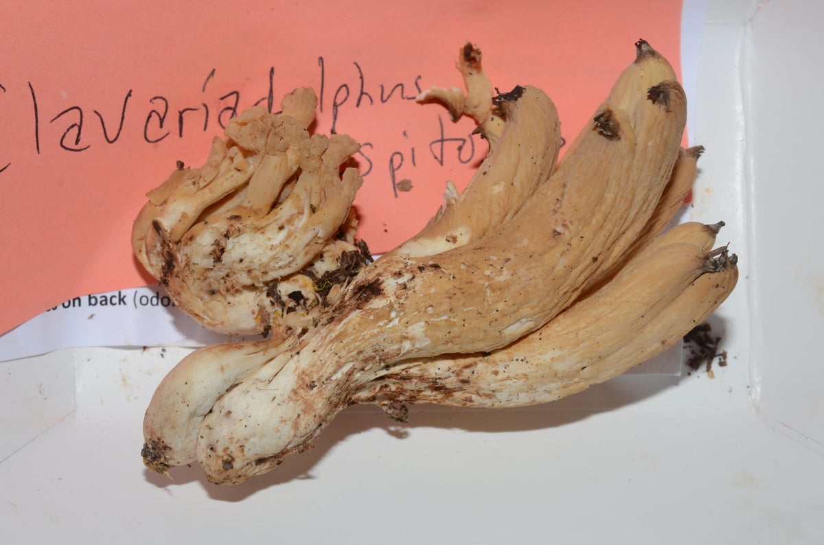 A fused cluster of dull reddish clustered clubs (Clavariadelphus caespitosus)