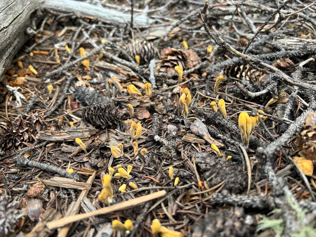 A troop of yellowish strap-shaped clubs (Clavariadelphus ligula) in conifer duff