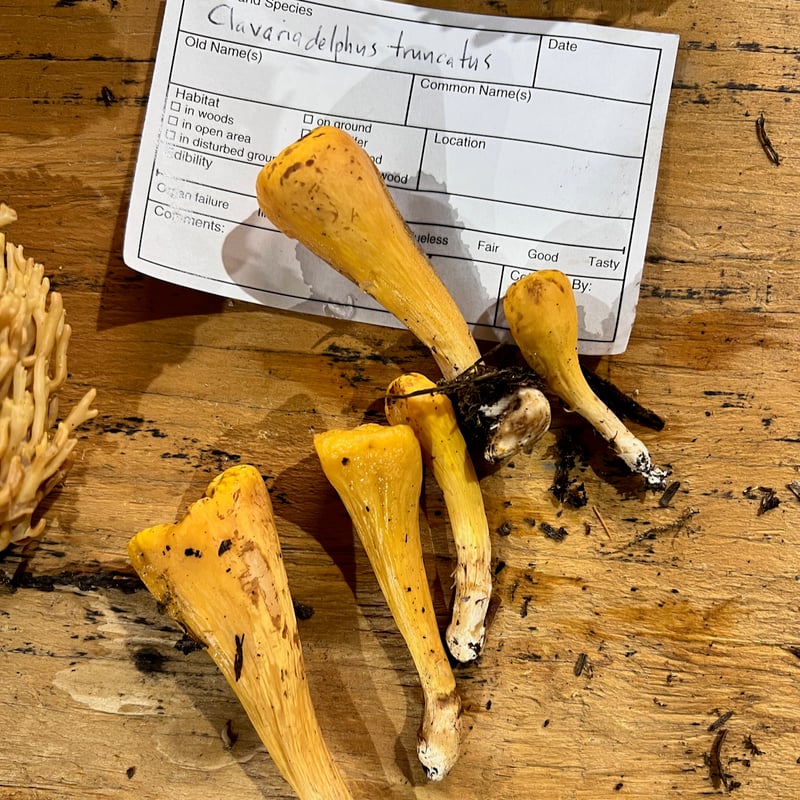 Truncate club coral mushroom growing upright from soil