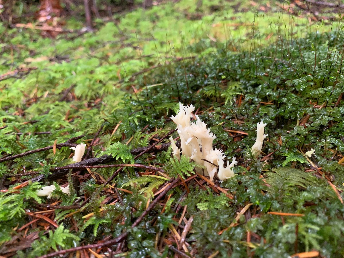 White coral fungus (Clavulina coralloides) in moss