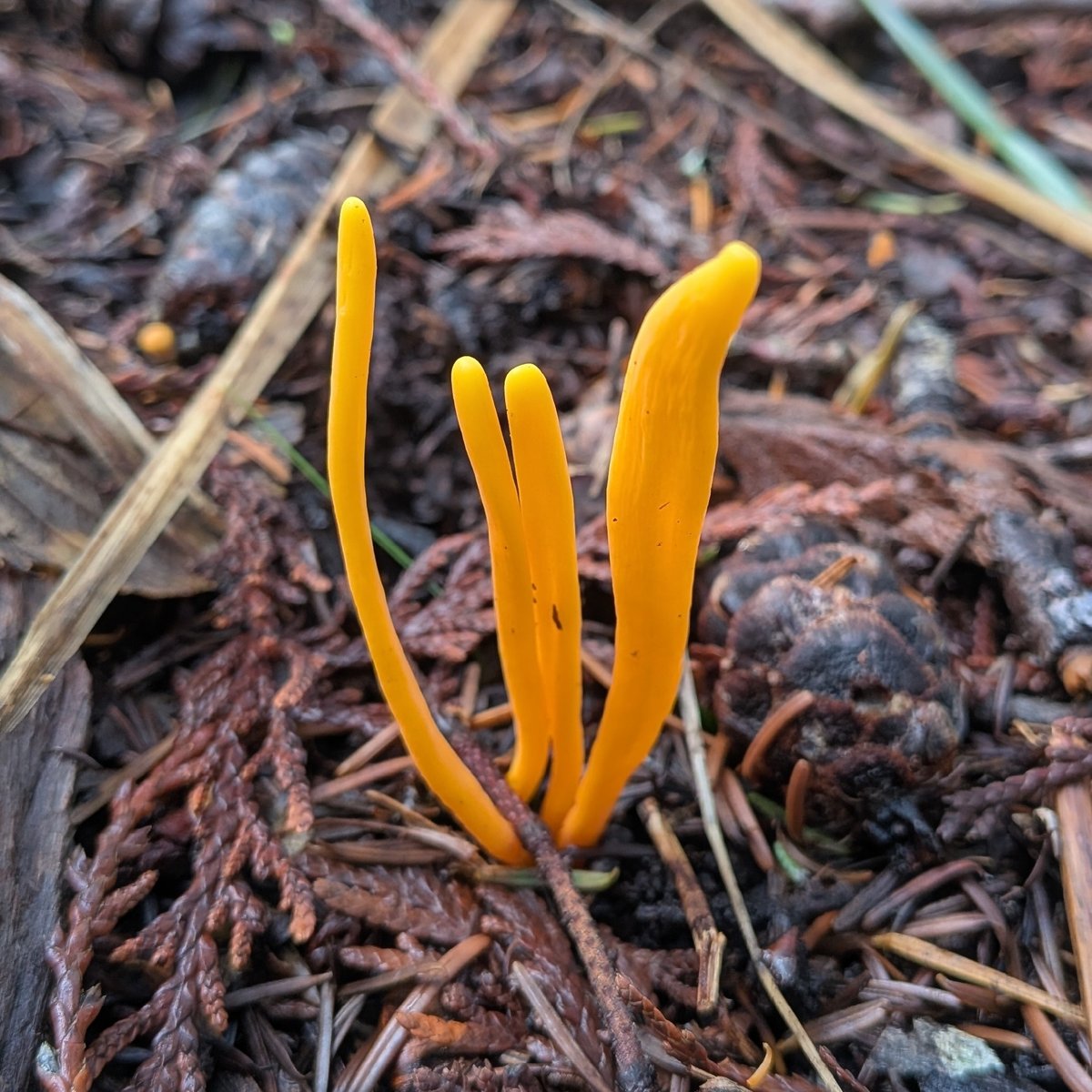 Bright yellow-orange handsome club (Clavulinopsis laeticolor)