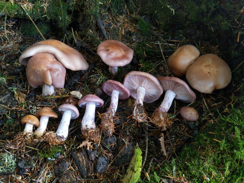 Wood blewit mushroom showing violet cap and gills
