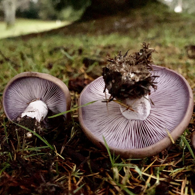 Wood blewit mushroom (Lepista nuda) showing violet gills and stout stipe, Pacific Northwest