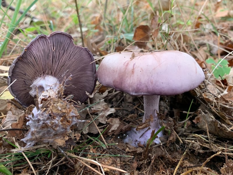 Wood blewit mushrooms showing violet gill detail and cap underside