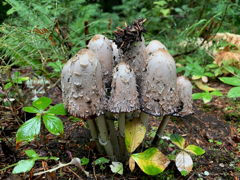 Shaggy mane mushrooms (Coprinus comatus) showing tall cylindrical caps with shaggy white scales before autodigestion begins