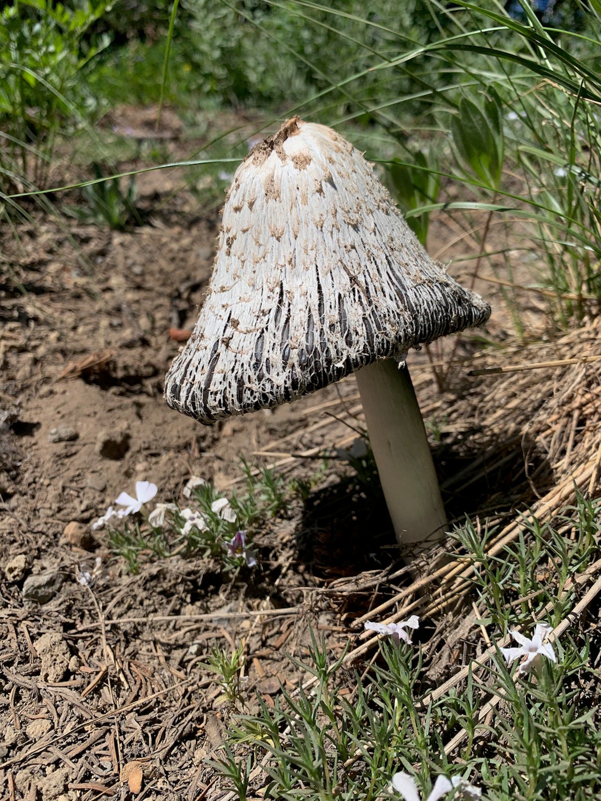Shaggy mane mushroom (Coprinus comatus) with elongated white cylindrical cap and shaggy scales