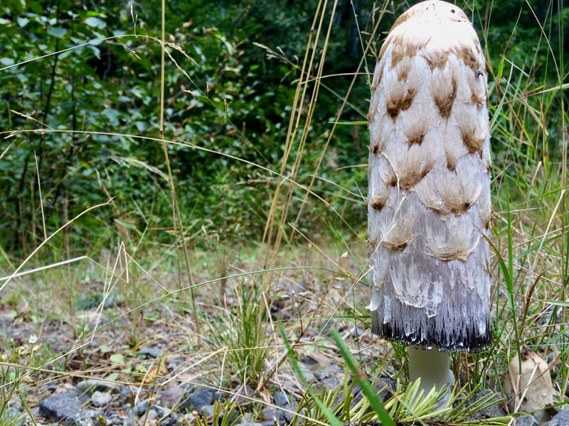 Shaggy mane mushrooms beginning to autodigest, showing blackening gill edges on a white scaly cap
