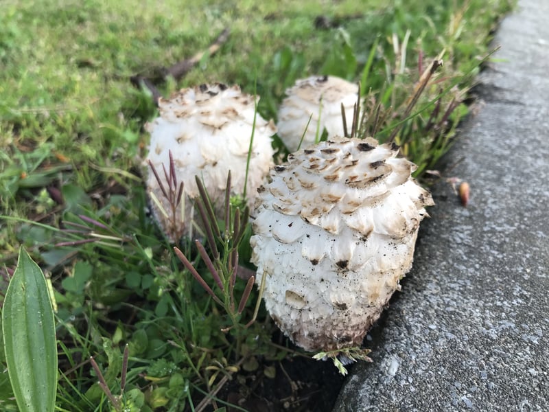 Shaggy mane (Coprinus comatus) showing cylindrical white cap with shaggy brown-tipped scales