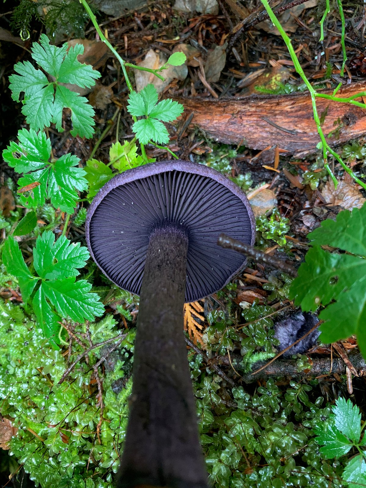 Underside of a violet webcap showing closely spaced, deep violet-black gills on a thick purple stem