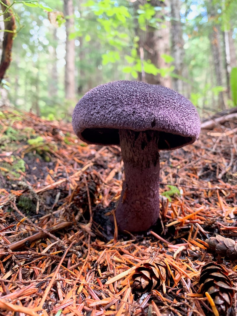 Violet webcap growing in conifer duff, with a densely tufted, blackish-violet cap and a thick purple stem