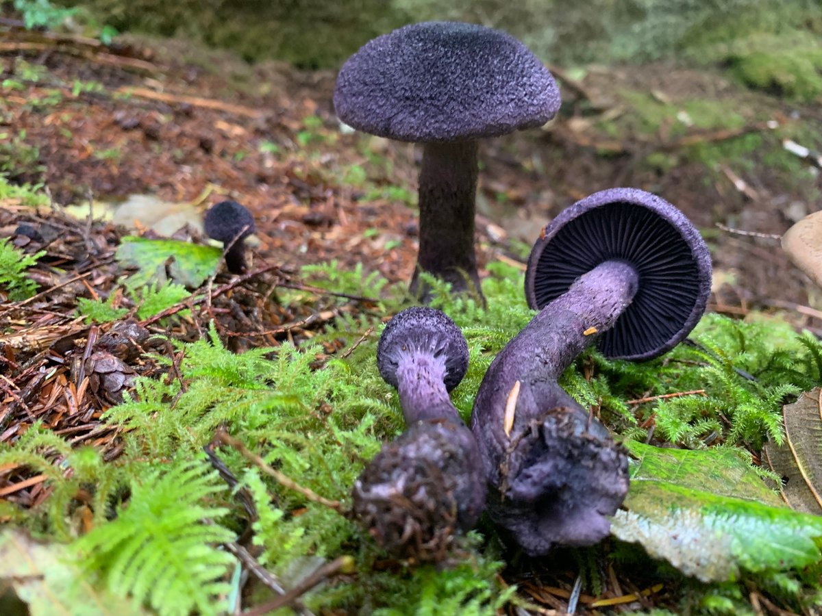 A small cluster of violet webcaps in moss and duff, one specimen tipped over to show its pale violet gills and stem