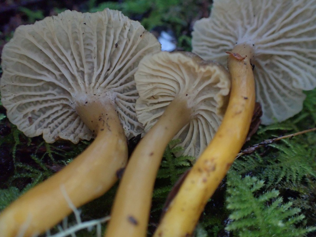 Yellowfoot chanterelle mushrooms