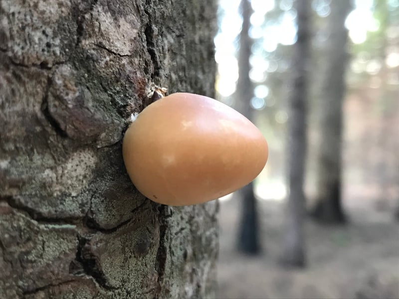 Veiled polypore (Cryptoporus volvatus) growing on conifer bark in the Pacific Northwest, showing smooth butterscotch-colored rounded fruitbody