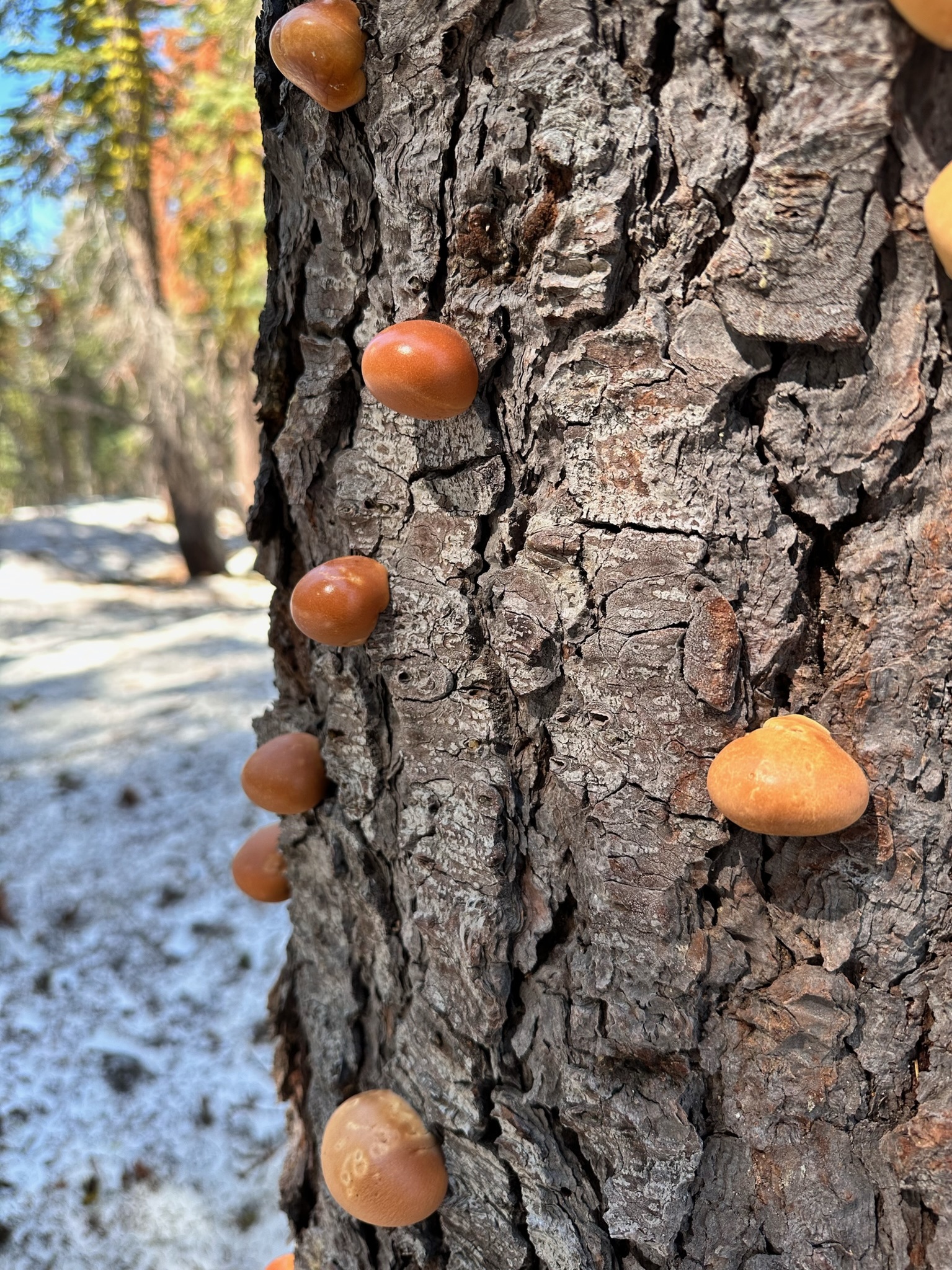 Multiple veiled polypore fruitbodies (Cryptoporus volvatus) growing along bark furrows of a dead conifer in the Pacific Northwest