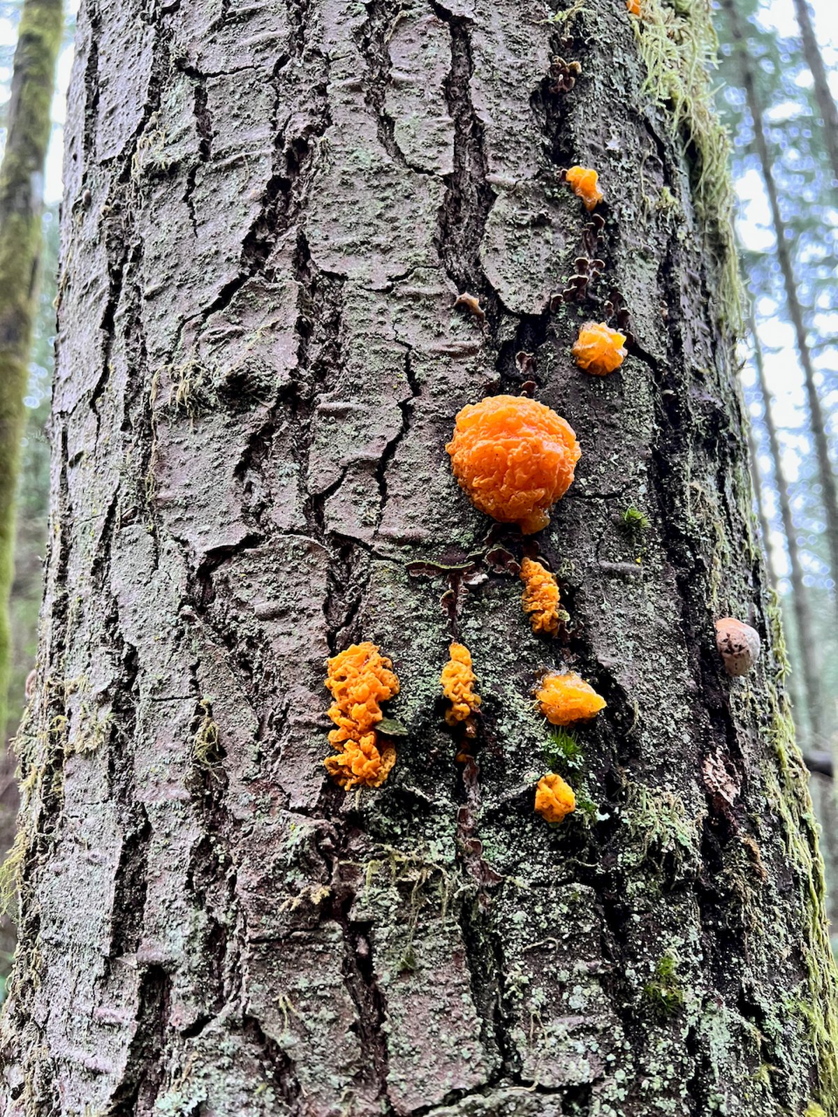 Orange jelly spot (Dacrymyces chrysospermus): several small orange jelly masses on the bark of a conifer trunk
