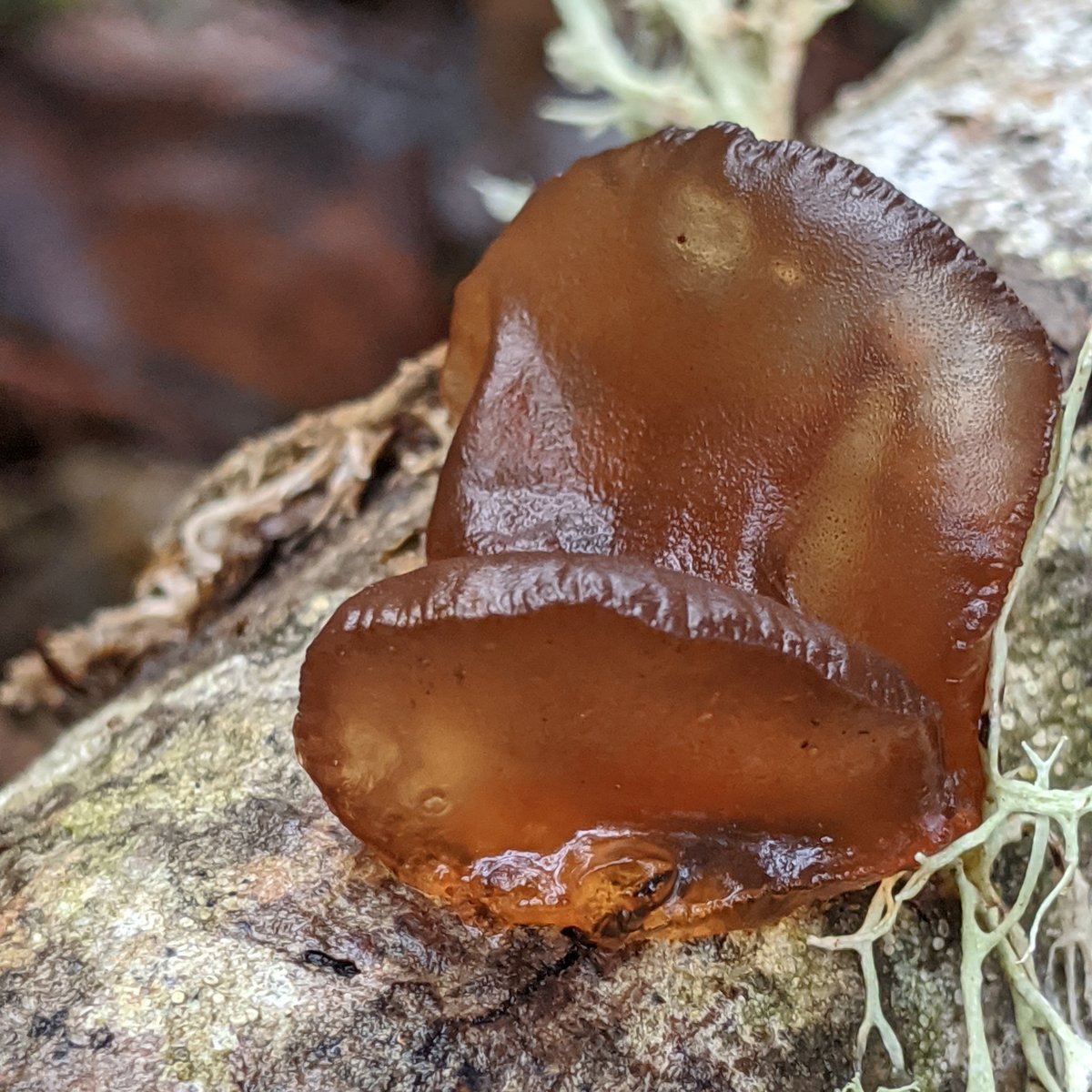 Amber jelly (Exidia crenata): two amber, lobed rubbery jelly fruitbodies on a lichen-covered hardwood branch, Whatcom County, Washington