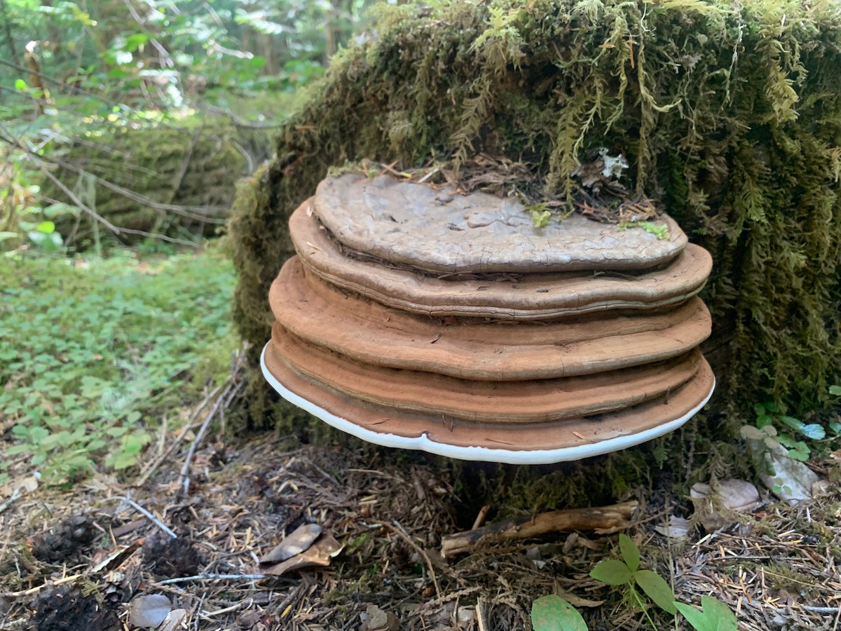 Artist's Bracket (Ganoderma applanatum)