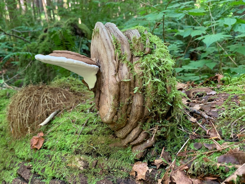 Ganoderma applanatum polypore shelf fungus growing on wood
