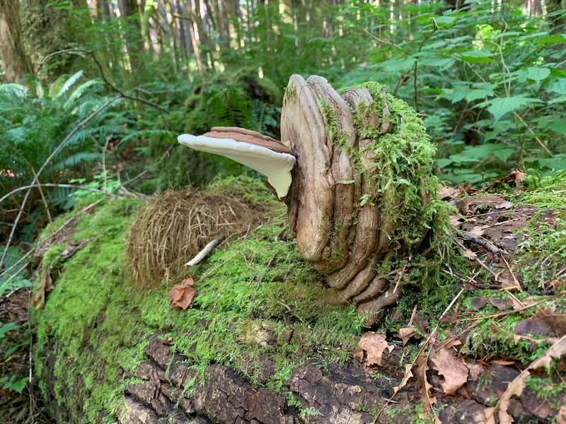 Artist's conk (Ganoderma applanatum) showing broad bracket with brown zoned upper surface and white pore surface underneath, growing on a hardwood log in the Pacific Northwest