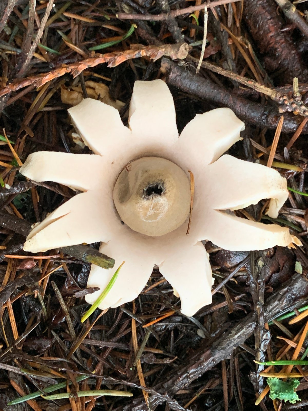Earthstar (Geastrum saccatum) with rays spread open