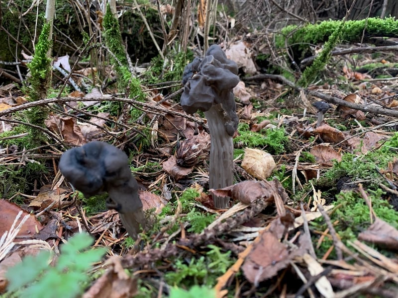Helvella vespertina cluster in conifer forest showing dark gray lobed caps and ribbed stipes