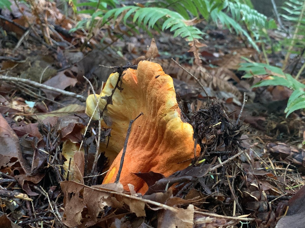 Lobster mushroom