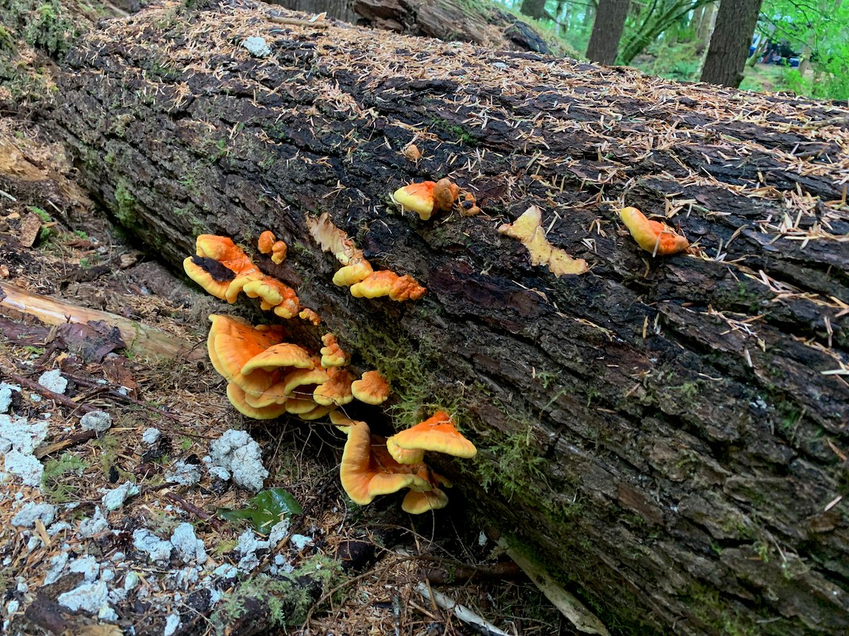 Chicken of the woods (Laetiporus conifericola) shelves on a fallen conifer log, Pacific Northwest