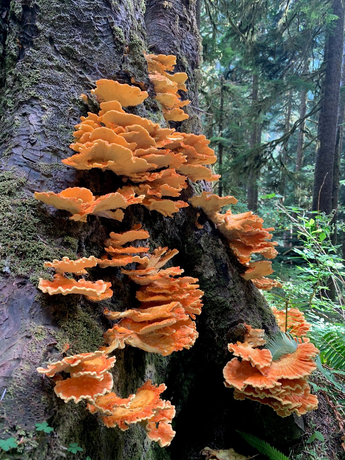 Orange shelves of conifer chicken of the woods on a log