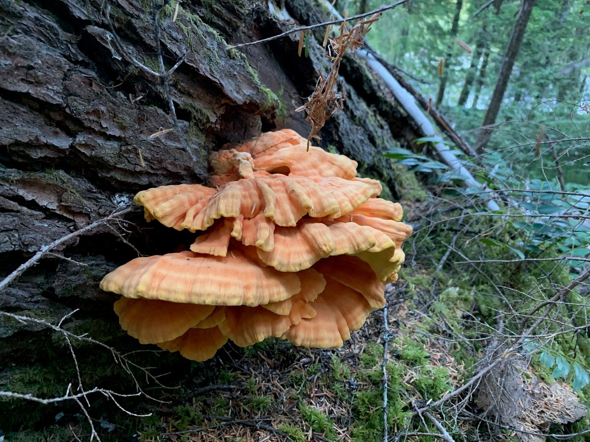 Young Laetiporus conifericola, overlapping orange shelves on a conifer log, Pacific Northwest