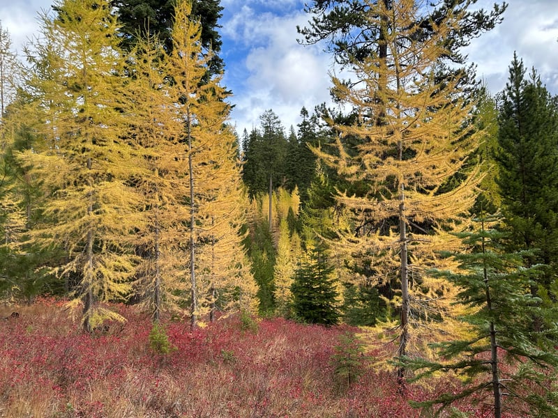 Western larch with golden fall needles in an eastside forest