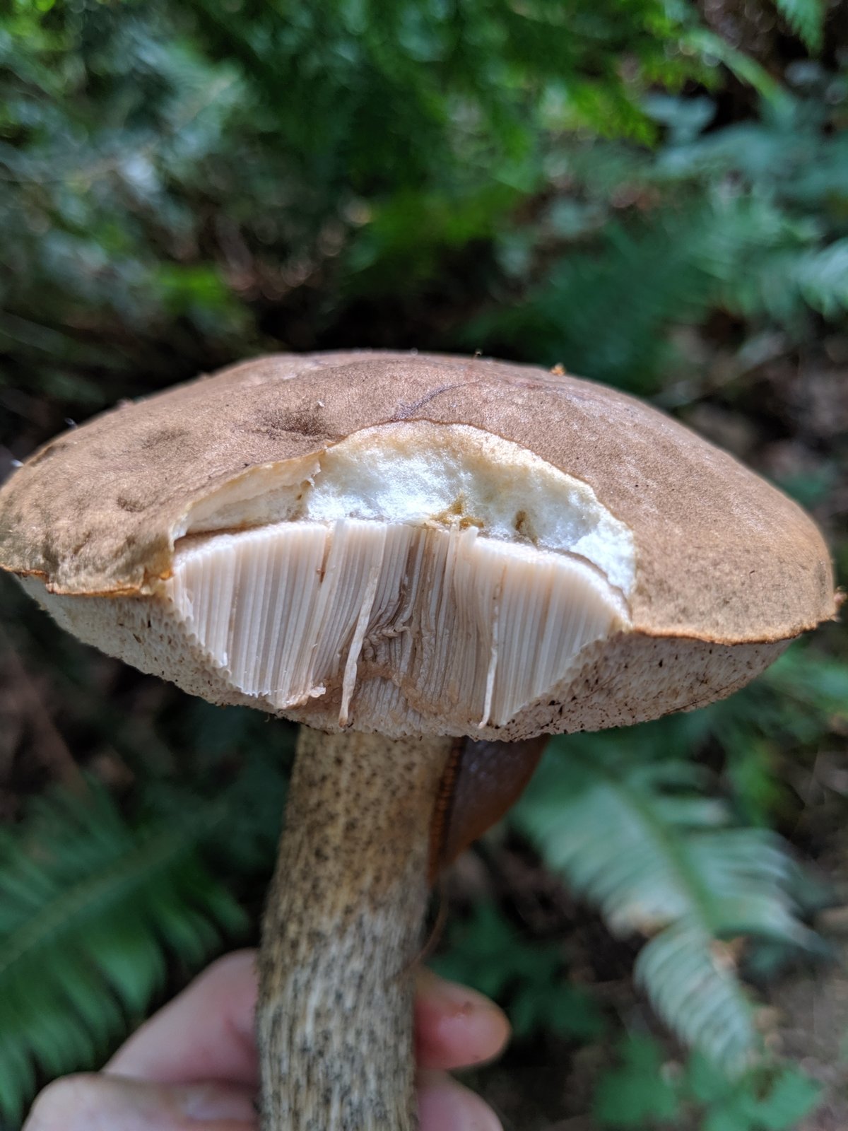 Birch bolete held in hand, brown cap broken open to show white flesh and pale pores above a stem with dark scabers