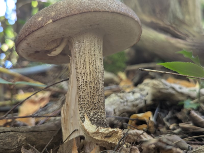 Birch bolete (Leccinum scabrum) with a brown cap and a pale stem covered in dark scabers, in leaf litter