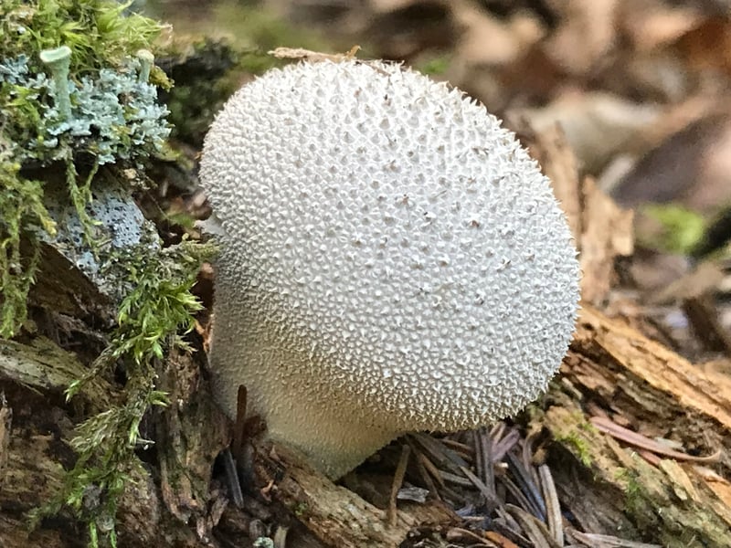 Round white puffball mushroom on the ground