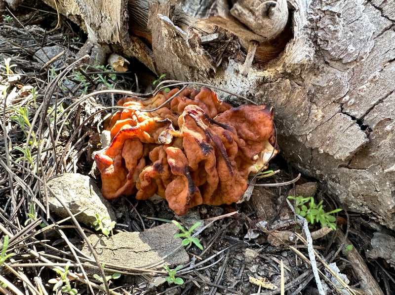 Maublanomyces montanus (western brain mushroom) showing brain-like cap and broad stout stem