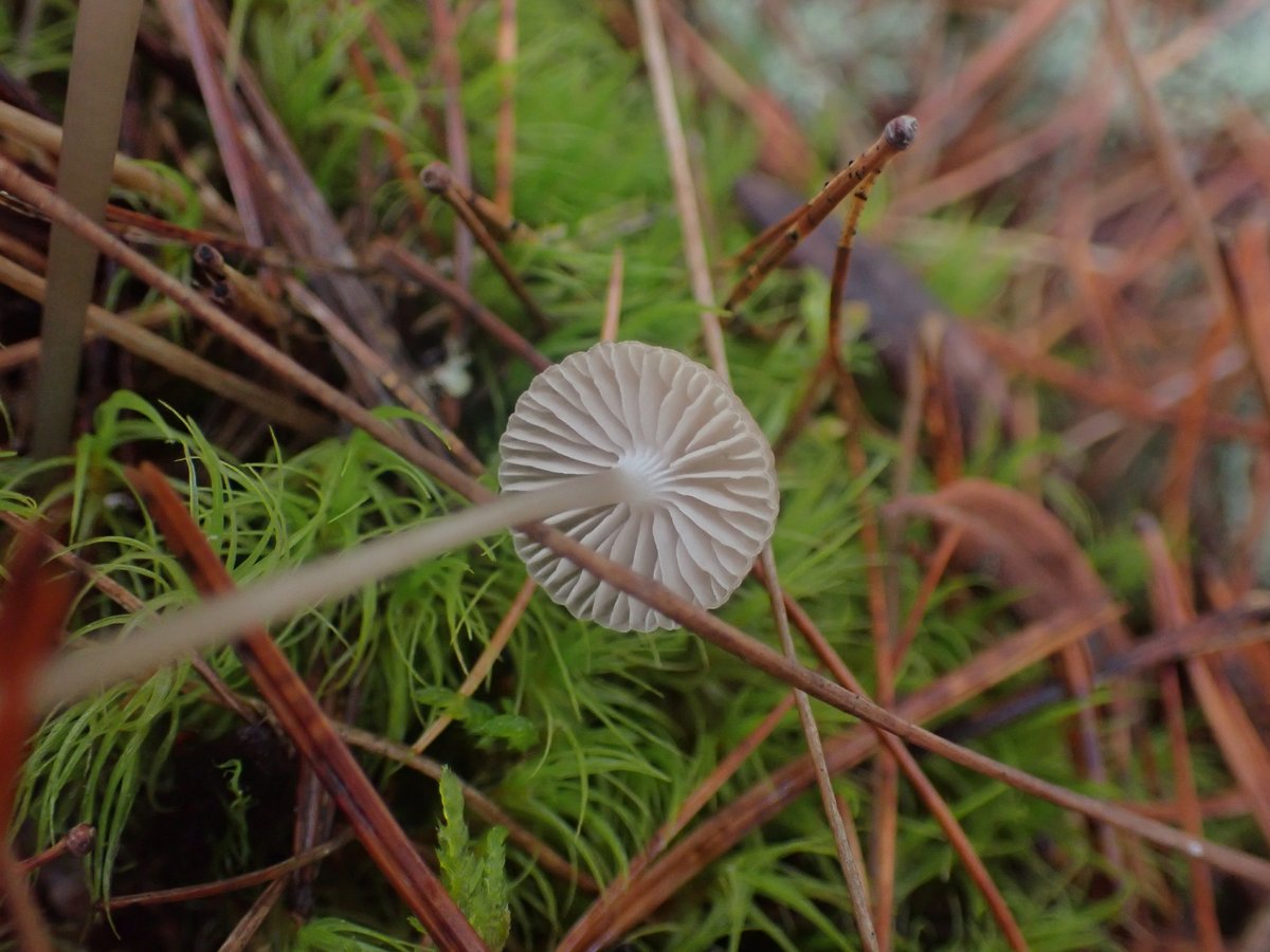 A small gray Mycena clavicularis cap on a thin stem among conifer needles