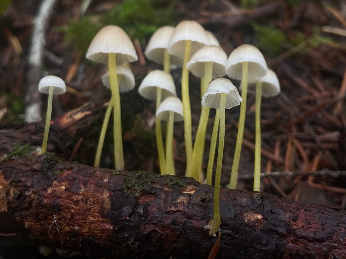 A cluster of yellowleg bonnets with grayish caps on slender, slimy yellow-green stems growing from a mossy log