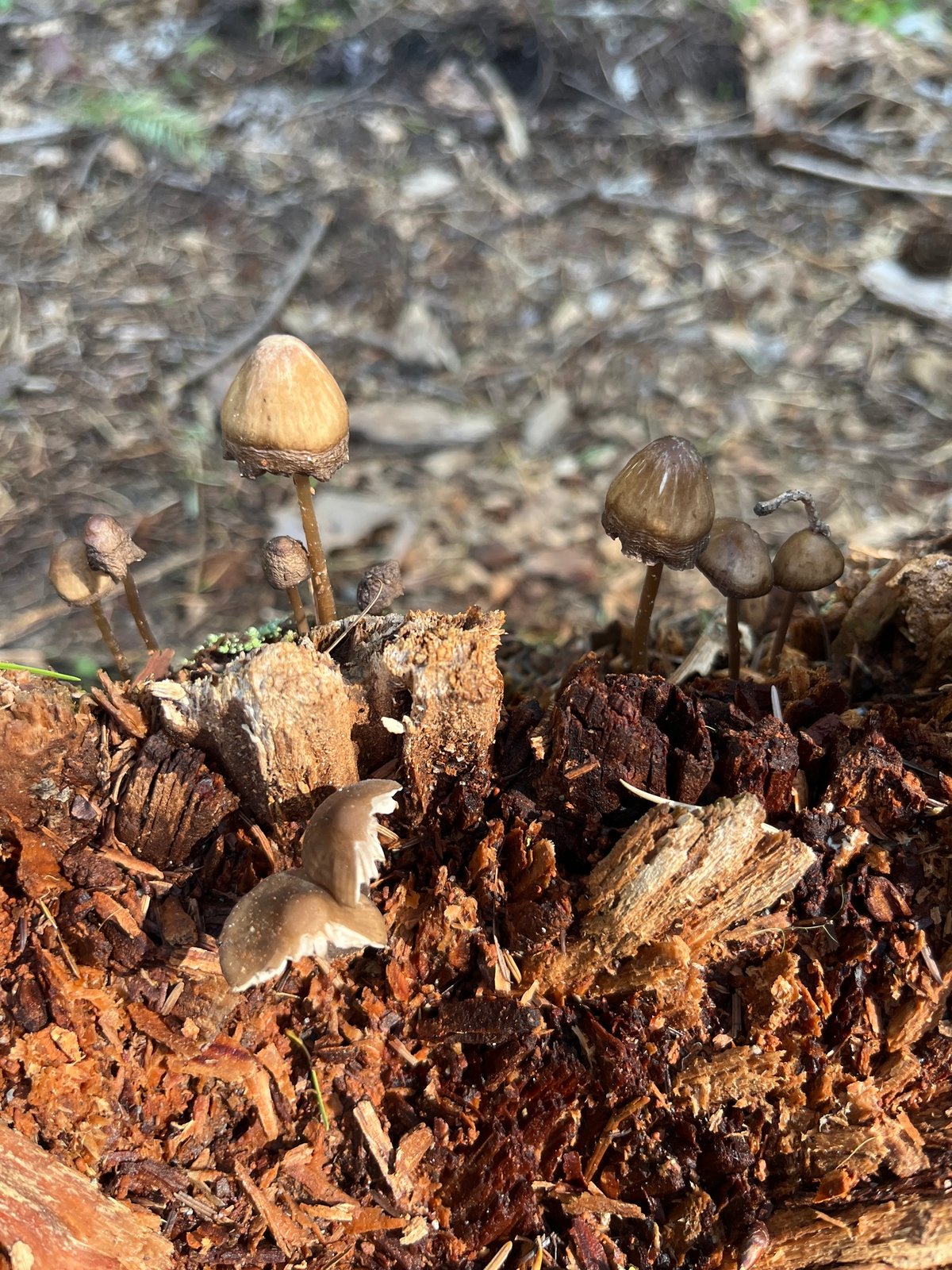 Clustered gray-brown Mycena overholtsii caps on a rotting conifer log in spring